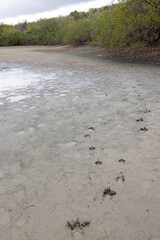 Accumulation of salt at the shores of the Jan Thiel salt flats on the Caribbean island Curacao