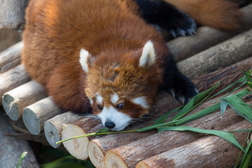 Cute red panda in the zoo park