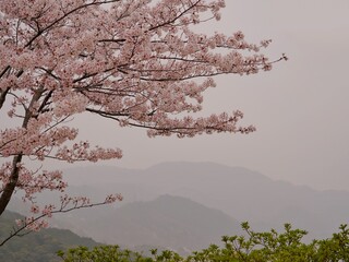 Cherry Blossom in a Raining Day