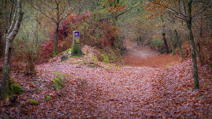 Camino de Santiago across an Autumn Forest in Galicia: 16x9 Forest Path of the Way of St James...