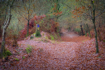 Camino de Santiago across an Autumn Forest in Galicia: Forest Path of the Way of St James Pilgrim...