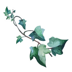 ivy plant with creeping branches, botanical illustration, vector - obrazy, fototapety, plakaty