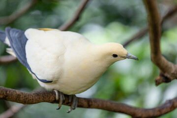 Ducula bicolor stand on the tree bark in zoo park