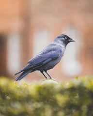 Posing Bird