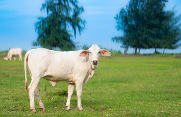 A white cow stands in the middle of the meadow looking at the camera. Cows are eating grass in the middle of an open field, bright green grass.