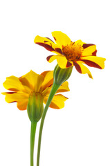 Fototapeta premium Two yellow red flowers tagetes close-up on white isolated background