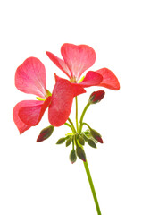 Beautiful bright red geranium flowers close up on white isolated background
