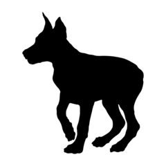 Standing doberman pinscher puppy. Black dog silhouette. Pet animals. Isolated on a white background.