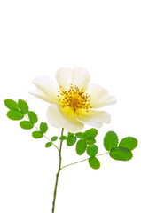 One beautiful white rosehip flower with green leaves close-up on a white isolated background