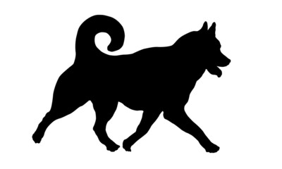 Black dog silhouette. Running siberian husky puppy. Pet animals. Isolated on a white background.