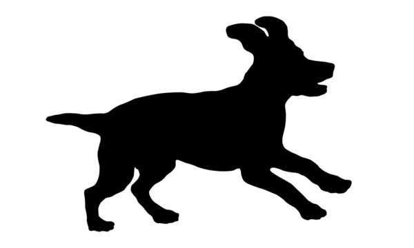 Running and jumping russian spaniel puppy. Black dog silhouette. Pet animals. Isolated on a white background.