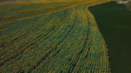 Aerial drone view flight over sunflower field on sunny summer day. Countryside landscape and panoramic view with blooming yellow sunflower flowers. Agricultural fields and farmland lands. Crop fields