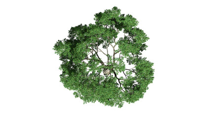 3D Top view Green Trees Isolated on white background , Use for visualization in architectural design