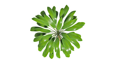 3D Top view Green Trees Isolated on white background , Use for visualization in architectural design