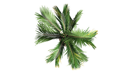 3D Top view Green canary palm Trees Isolated on white background , Use for visualization in architectural design © Keyframe's