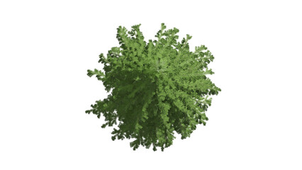 3D Top view Green Trees Isolated on white background , Use for visualization in architectural design