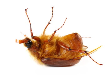 Cockchafer, Maybug, Maybeetle or doodlebug isolated on white