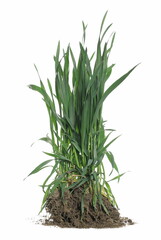 Green spring young wheat with soil isolated on white  