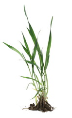 Green spring young wheat with soil isolated on white  