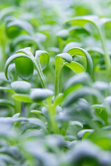 Fresh Watercress salad macro view. Growing sprouts of watercress salad.Micro greens Healthy food. Vegan food. Vertical orientation