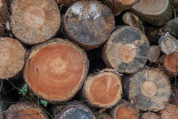 stack of logs in the countryside logging timber wood industry