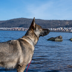 A young German Shepherd in a lake. Sable colored working line breed. Blue water and mountains in the background