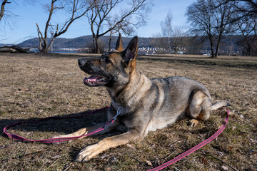 A young happy German Shepherd plays tug with a ball. Sable colored working line breed