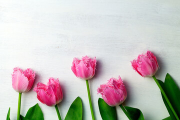 pink tulips. bouquet of pink tulips on the white background with copy space. mother's day. Flowers composition. Floral spring background. top view