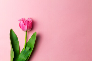 bouquet of pink tulips on the pink background with copy space. mother's day. Flowers composition. Floral spring background. top view