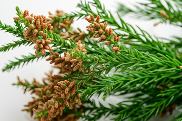 杉花粉　白バック　アレルギー