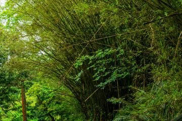 Fototapeta na wymiar Taiwan, New Taipei City, Shifenliao Waterfall, park, forest trail