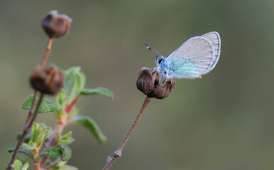 Blackeye butterfly (Glaucopsyche alexis) on a dry plant