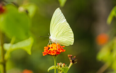 butterfly on flower