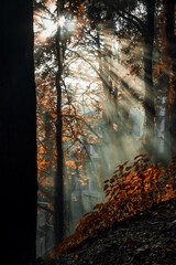 rayo de sol entre los majestuosos arboles de Mussoorie 