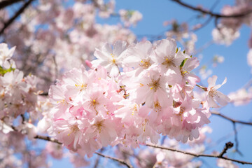 Naklejka premium 満開の桜