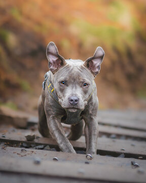 Dog Running Up Stairs