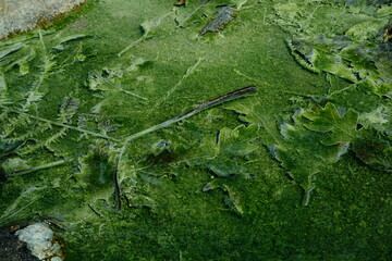 Fallen leaves in sulphurous river stream