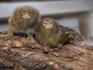 The pygmy marmoset, Cebuella pygmaea niveiventris, is the smallest primate