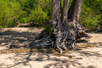 Russia. Kronstadt. May 30, 2021. Snags of bizarre shape from the roots of trees.