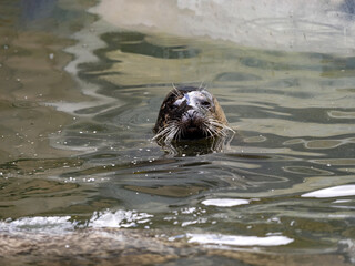 Fototapeta premium The Common Seal, Phoca vitulina, lives mostly in water