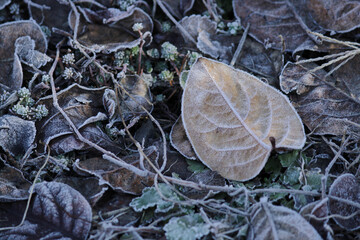 beautiful leaves and grass froze in winter