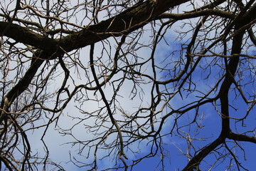 tree branches against the blue sky