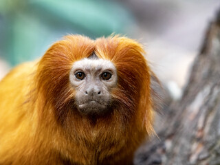 The golden lion tamarin, Leontopithecus rosalia, has a really golden coat, it lives in the rainforest.