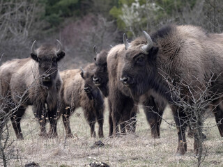 Fototapeta premium European bison herd, Bison bonasus, in the Milovice nature reserve, Czech Republic