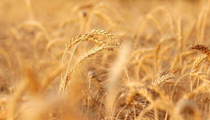 Golden ripe ears of wheat in field during summer, warm day