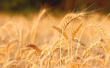 Wheat field，image of wheat in the field on blurred background close-up