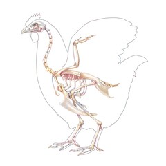 Anatomy of the hen with its bone system.