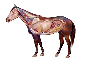 Anatomy of a horse showing the lungs digestive system. © RFBSIP