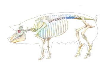Representation of the bone system of a pig on a white background.