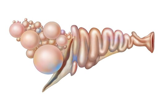 Anatomy Of The Hen's Reproductive System With Ovary Follicles.